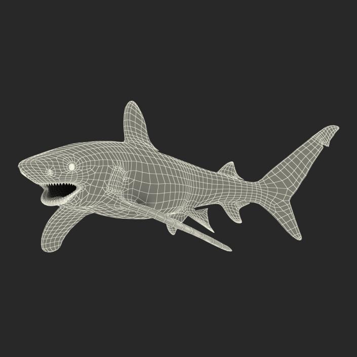 Oceanic Whitetip Shark Rigged 3D model