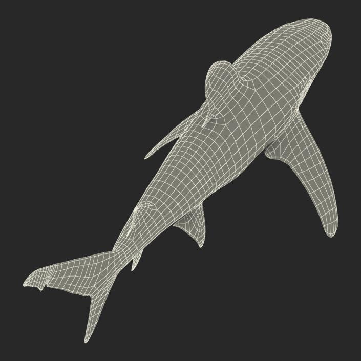 Oceanic Whitetip Shark Rigged 3D model