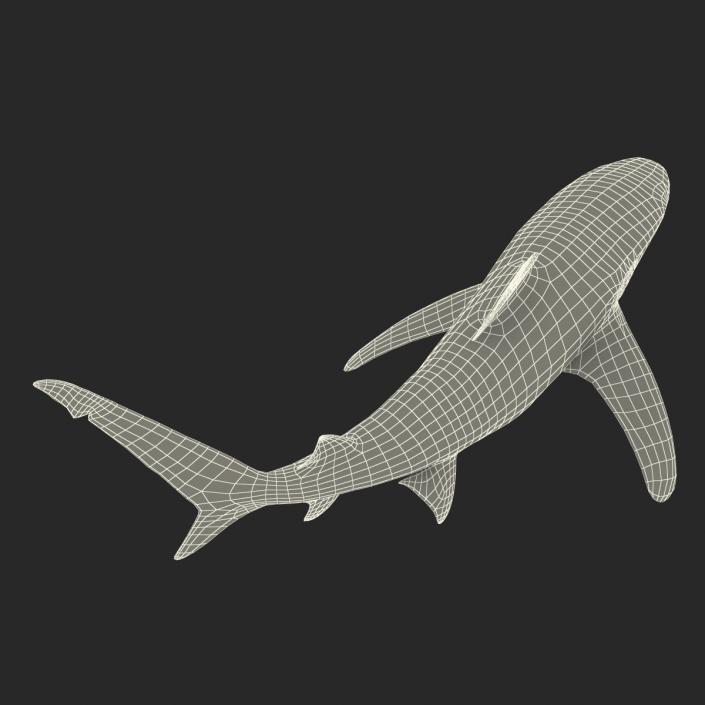 Oceanic Whitetip Shark Rigged 3D model