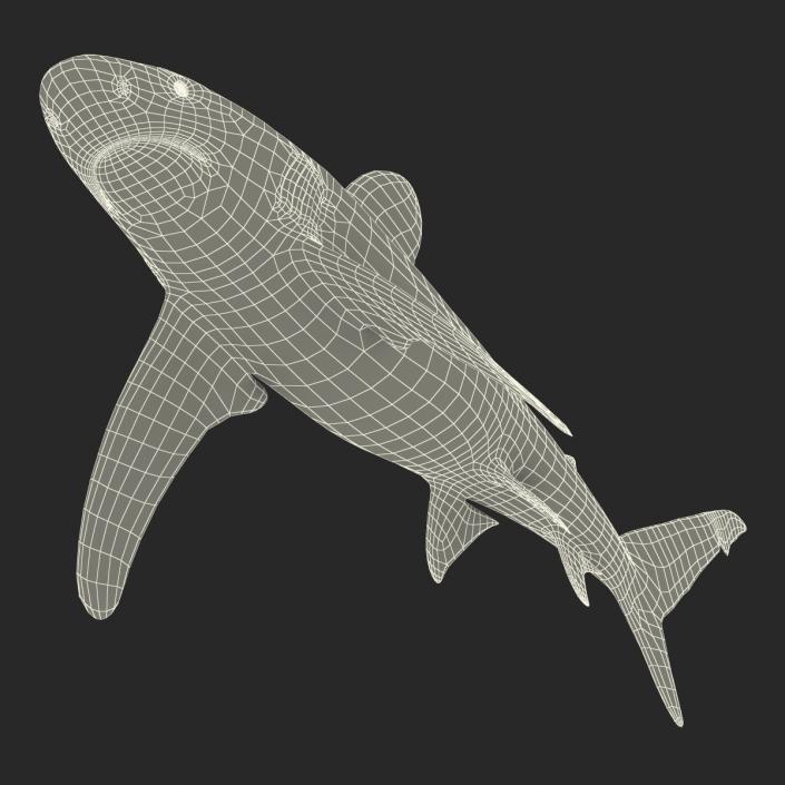 Oceanic Whitetip Shark Rigged 3D model