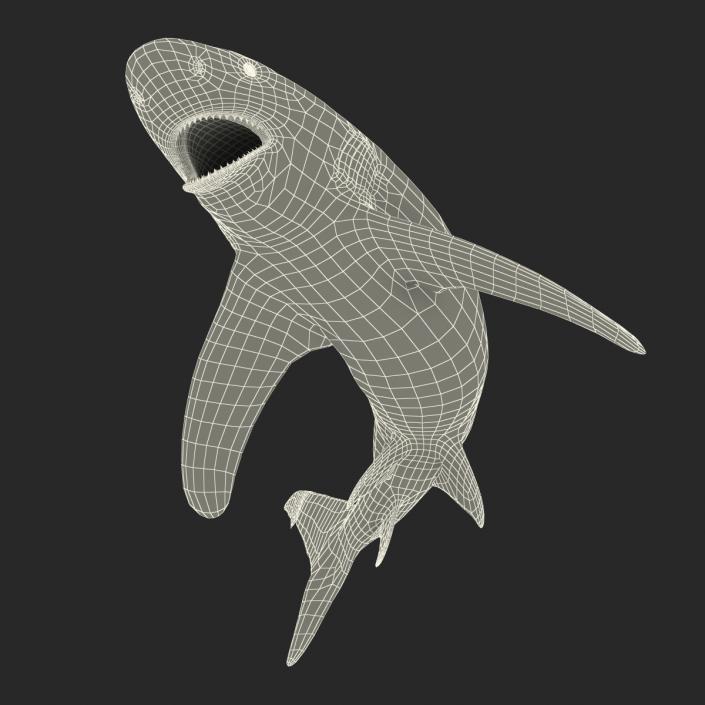 Oceanic Whitetip Shark Rigged 3D model