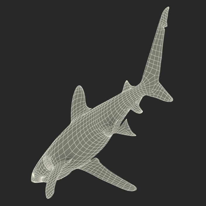 Oceanic Whitetip Shark Rigged 3D model