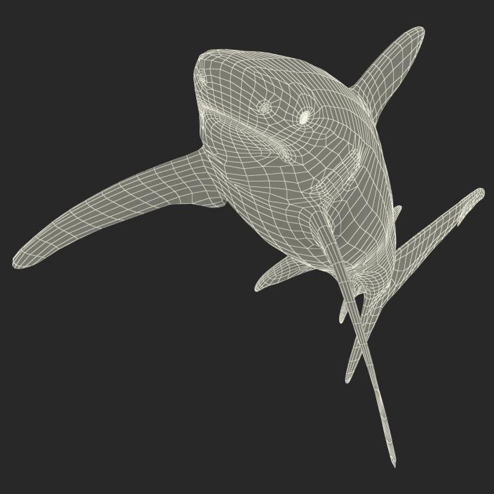 Oceanic Whitetip Shark Rigged 3D model