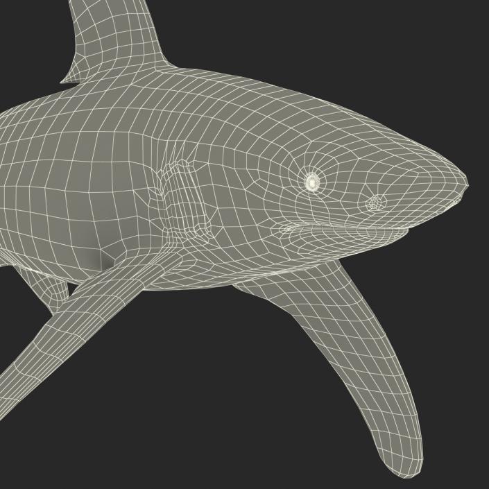 Oceanic Whitetip Shark Rigged 3D model