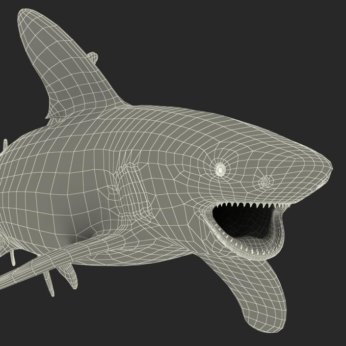 Oceanic Whitetip Shark Rigged 3D model