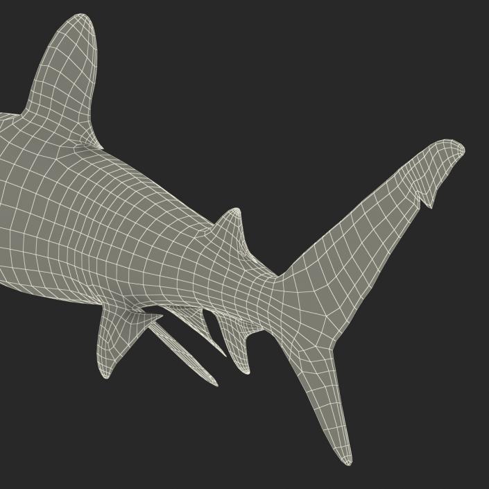 Oceanic Whitetip Shark Rigged 3D model