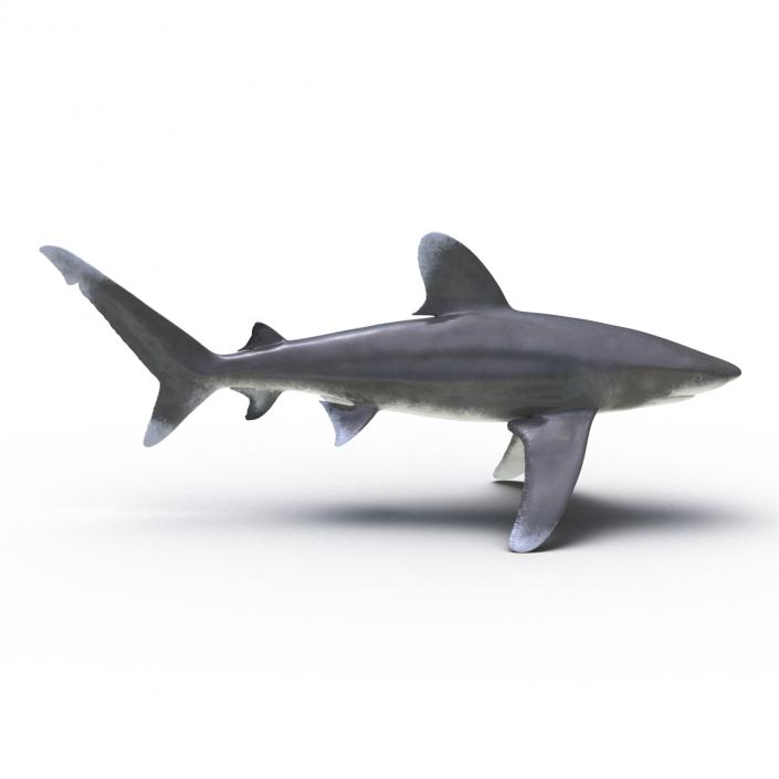 Oceanic Whitetip Shark 3D