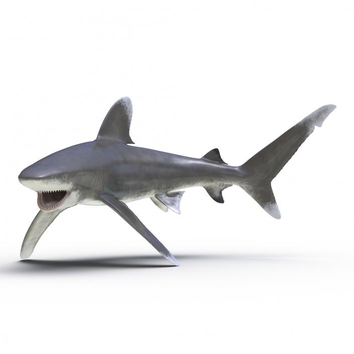 Oceanic Whitetip Shark Pose 2 3D model