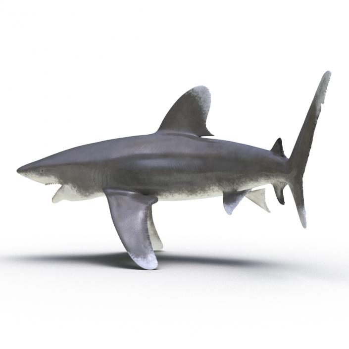 Oceanic Whitetip Shark Pose 2 3D model