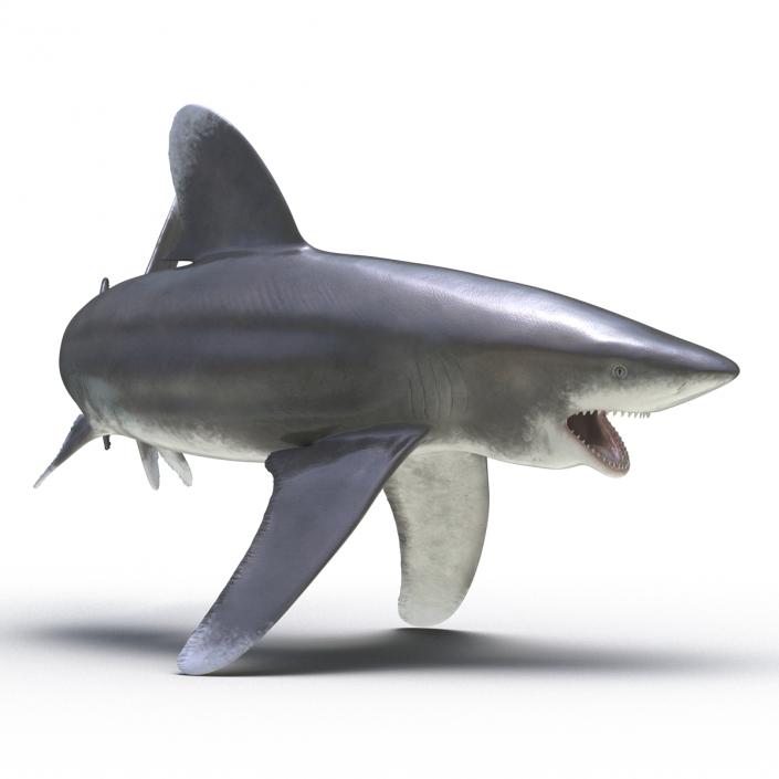 Oceanic Whitetip Shark Pose 2 3D model