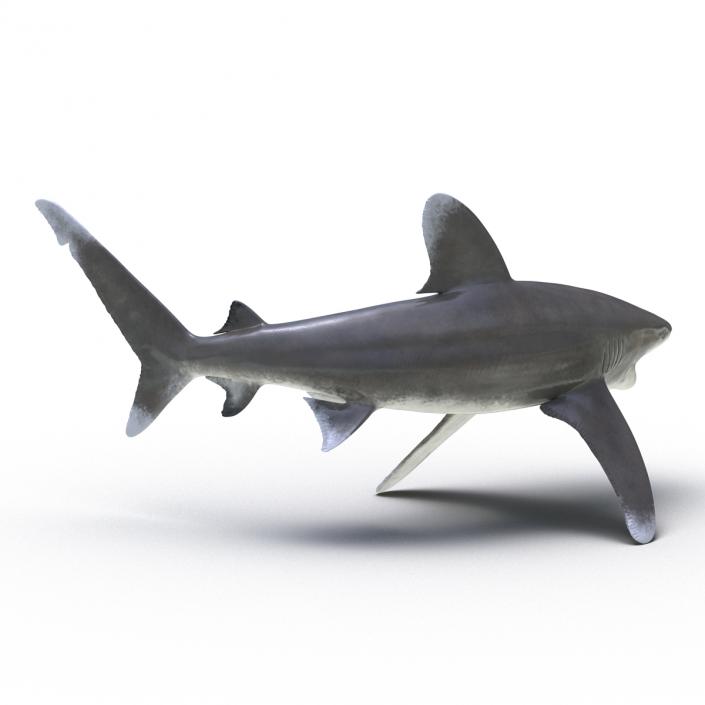 Oceanic Whitetip Shark Pose 2 3D model