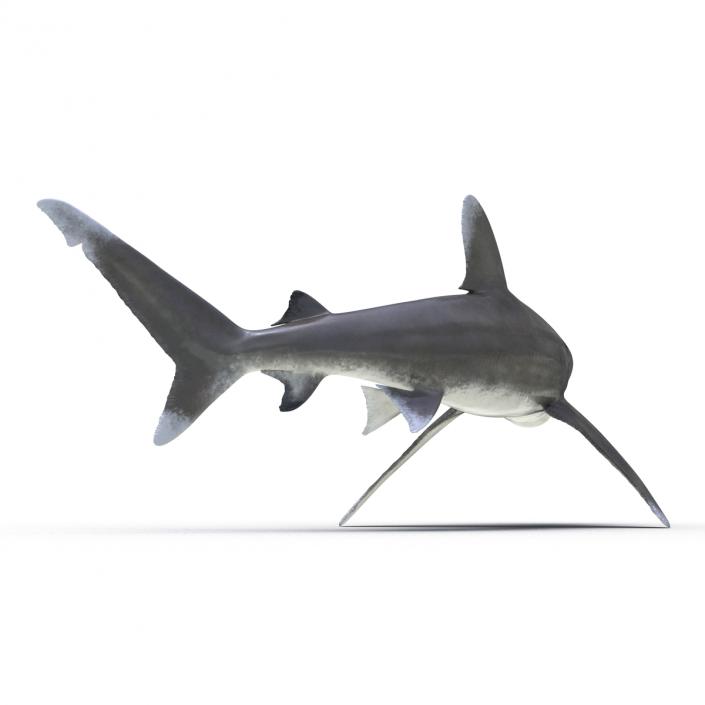 Oceanic Whitetip Shark Pose 2 3D model