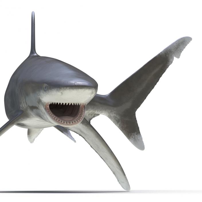 Oceanic Whitetip Shark Pose 2 3D model