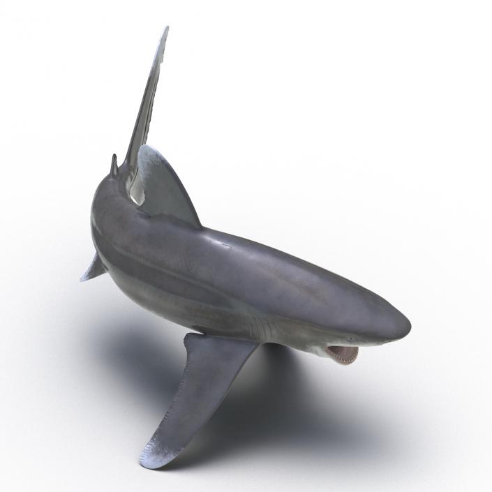 Oceanic Whitetip Shark Pose 2 3D model