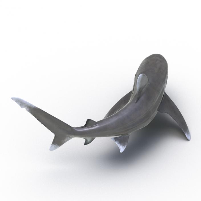 Oceanic Whitetip Shark Pose 2 3D model