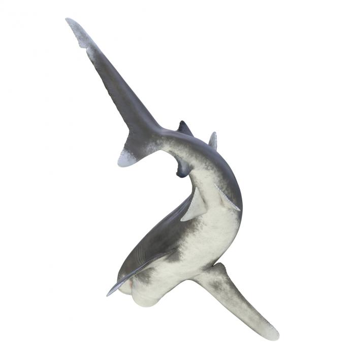 Oceanic Whitetip Shark Pose 2 3D model