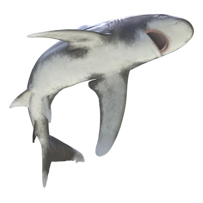 Oceanic Whitetip Shark Pose 2 3D model