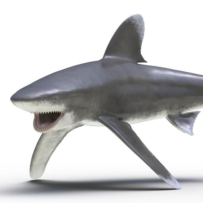 Oceanic Whitetip Shark Pose 2 3D model