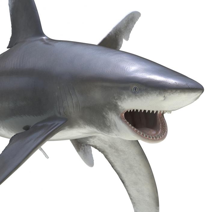 Oceanic Whitetip Shark Pose 2 3D model