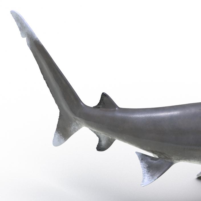 Oceanic Whitetip Shark Pose 2 3D model