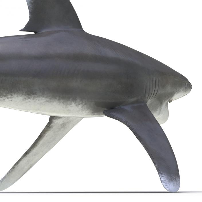 Oceanic Whitetip Shark Pose 2 3D model