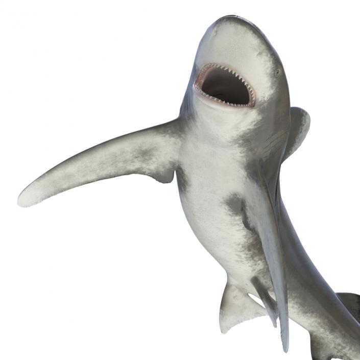 Oceanic Whitetip Shark Pose 2 3D model