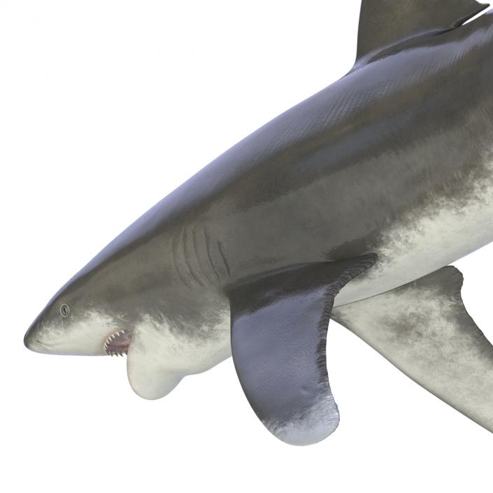 Oceanic Whitetip Shark Pose 2 3D model