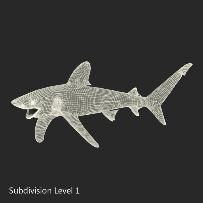 Oceanic Whitetip Shark Pose 2 3D model