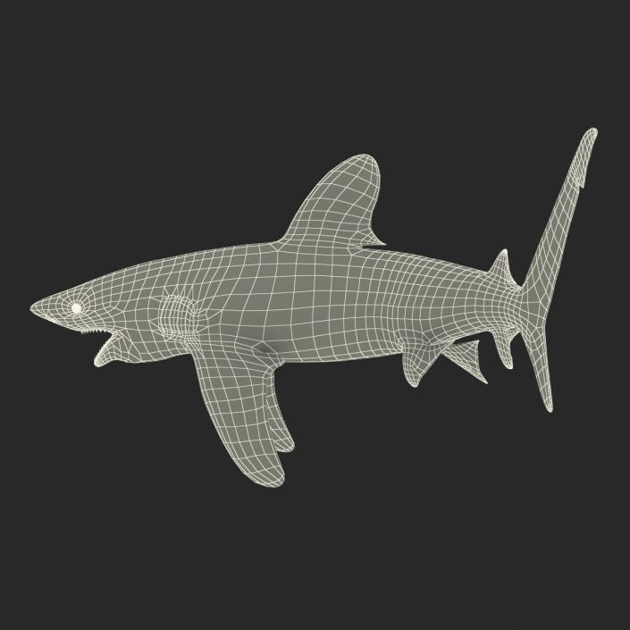 Oceanic Whitetip Shark Pose 2 3D model