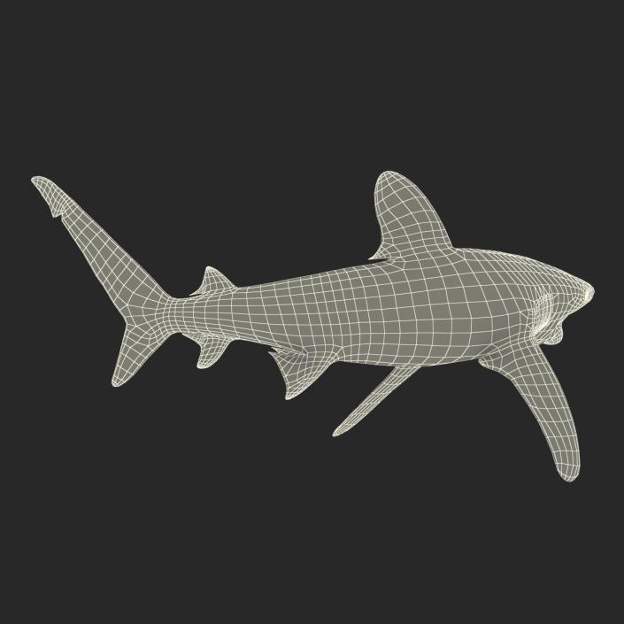 Oceanic Whitetip Shark Pose 2 3D model