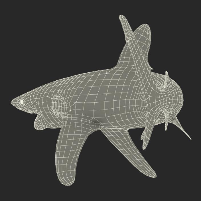 Oceanic Whitetip Shark Pose 2 3D model