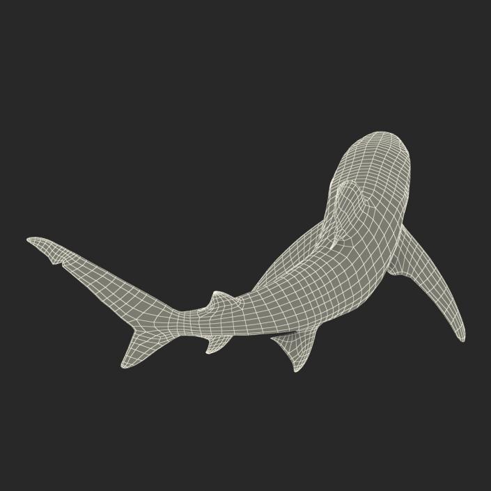 Oceanic Whitetip Shark Pose 2 3D model