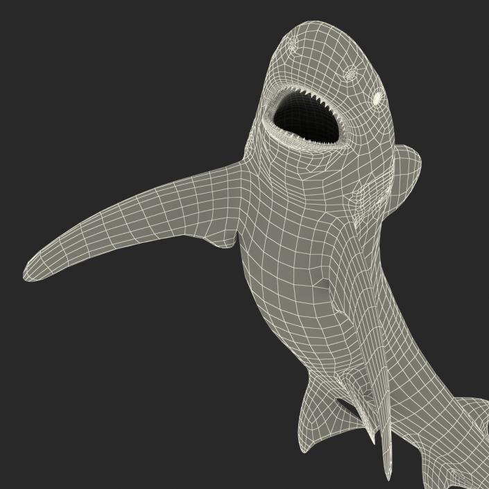 Oceanic Whitetip Shark Pose 2 3D model