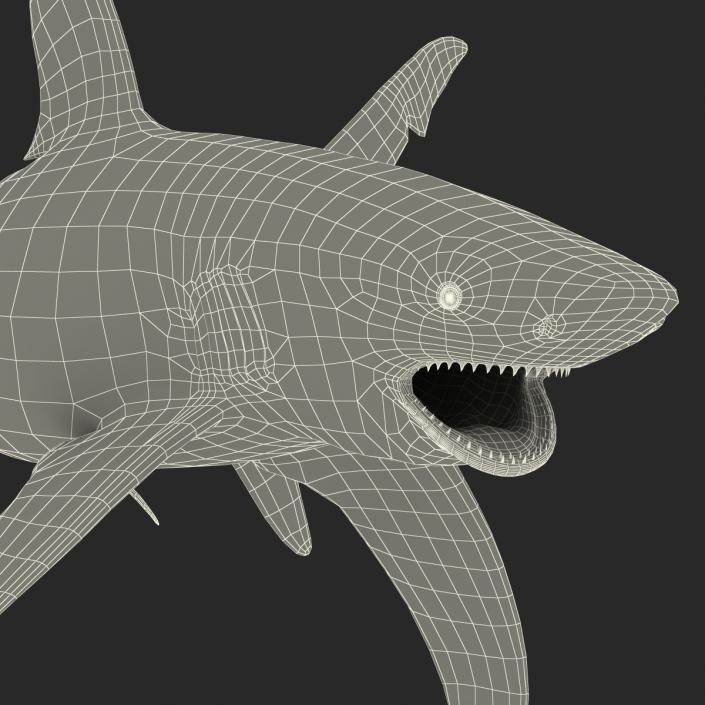 Oceanic Whitetip Shark Pose 2 3D model