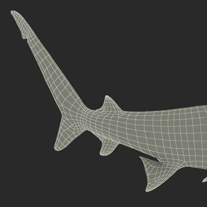 Oceanic Whitetip Shark Pose 2 3D model