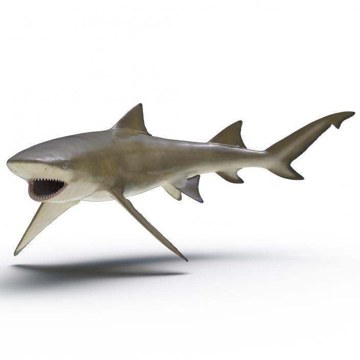 3D Sicklefin Lemon Shark Rigged model