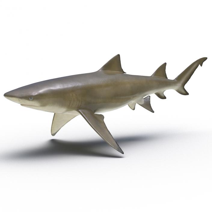 3D Sicklefin Lemon Shark Rigged model