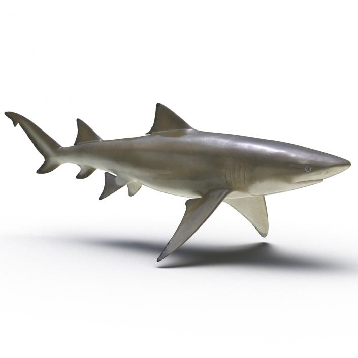 3D Sicklefin Lemon Shark Rigged model