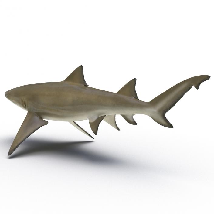 3D Sicklefin Lemon Shark Rigged model