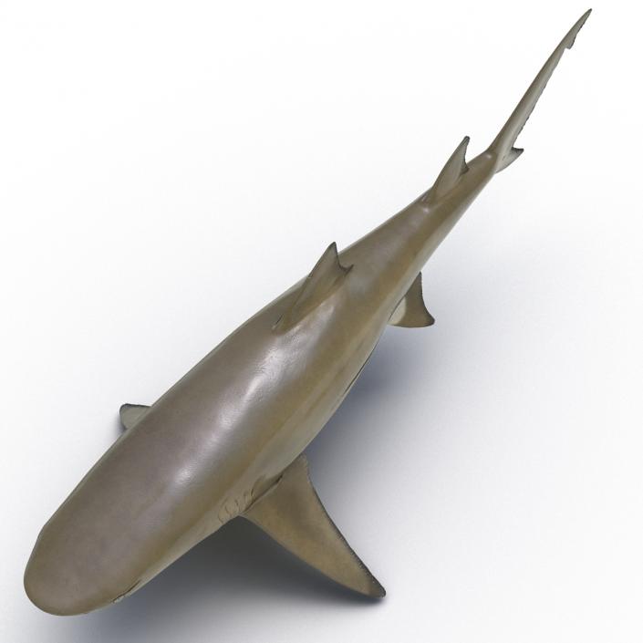 3D Sicklefin Lemon Shark Rigged model