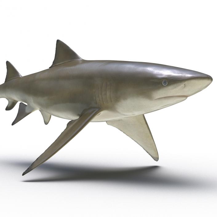 3D Sicklefin Lemon Shark Rigged model