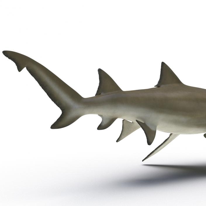 3D Sicklefin Lemon Shark Rigged model