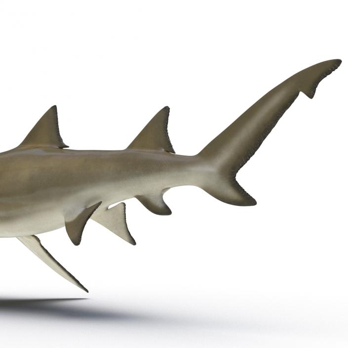 3D Sicklefin Lemon Shark Rigged model