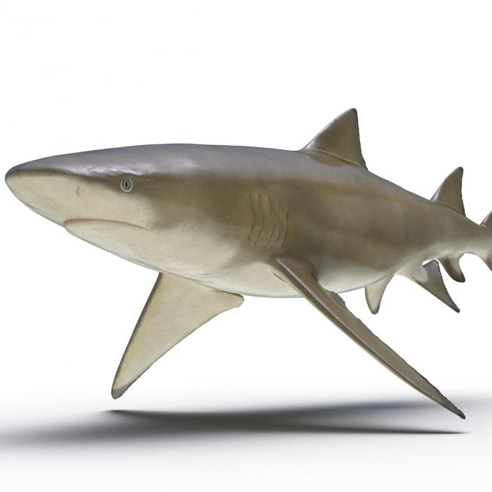 3D Sicklefin Lemon Shark Rigged model