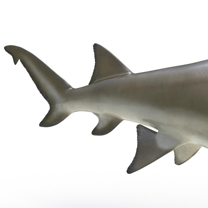 3D Sicklefin Lemon Shark Rigged model