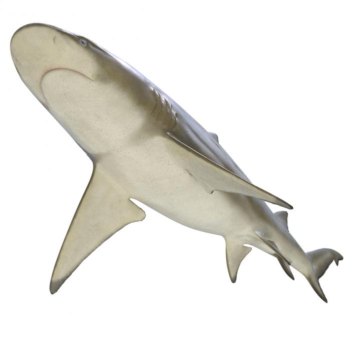 3D Sicklefin Lemon Shark Rigged model