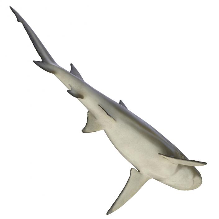 3D Sicklefin Lemon Shark Rigged model