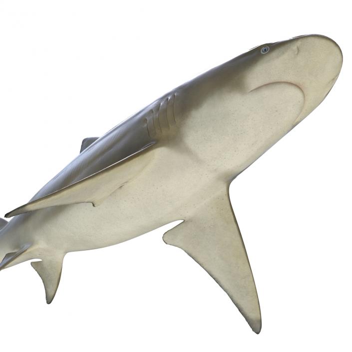 3D Sicklefin Lemon Shark Rigged model