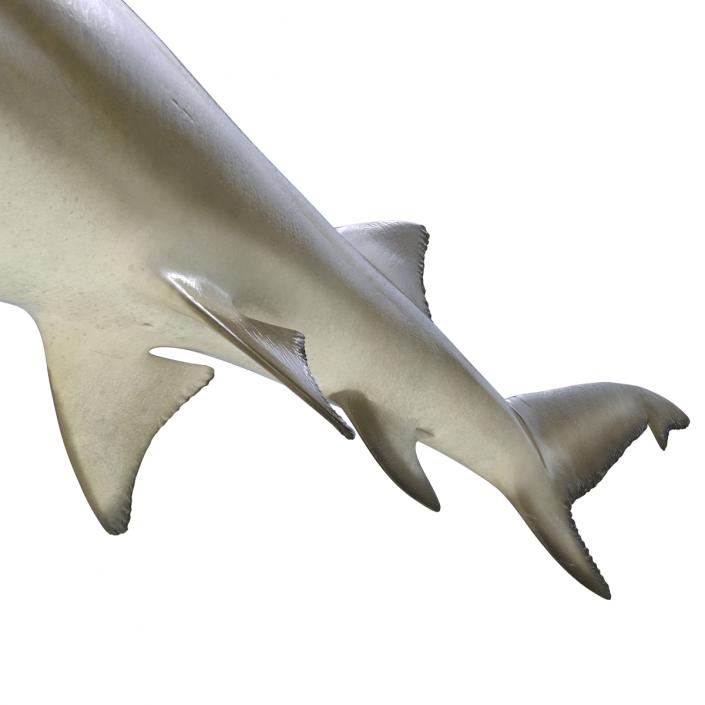 3D Sicklefin Lemon Shark Rigged model