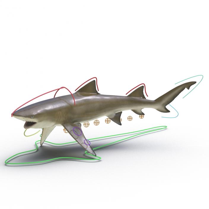 3D Sicklefin Lemon Shark Rigged model